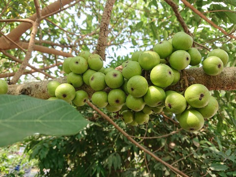 Loại cây là biểu tượng của sự may mắn, sung túc: Từ gốc tới ngọn đều được dùng làm thuốc quý- Ảnh 3.