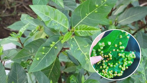 Loại cây là biểu tượng của sự may mắn, sung túc: Từ gốc tới ngọn đều được dùng làm thuốc quý- Ảnh 2.