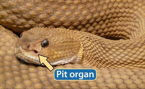 Phát minh "công nghệ hồng ngoại nhìn nhiệt giống mắt rắn" có thể lật đổ thế độc tôn của ngành công nghiệp quốc phòng - Ảnh 2.