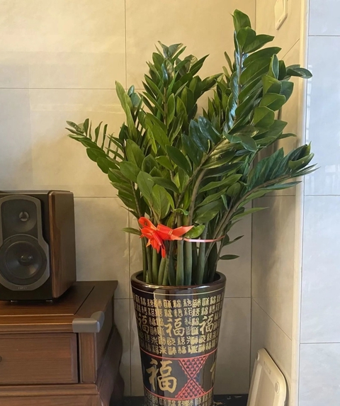 7 loài cây hoa giúp phòng khách hút tài lộc, cây thịnh thì người thịnh- Ảnh 2. 7 loài cây hoa giúp phòng khách hút tài lộc, cây thịnh thì người thịnh- Ảnh 2.