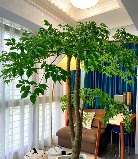 7 loài cây hoa giúp phòng khách hút tài lộc, cây thịnh thì người thịnh- Ảnh 3. 7 loài cây hoa giúp phòng khách hút tài lộc, cây thịnh thì người thịnh- Ảnh 3.