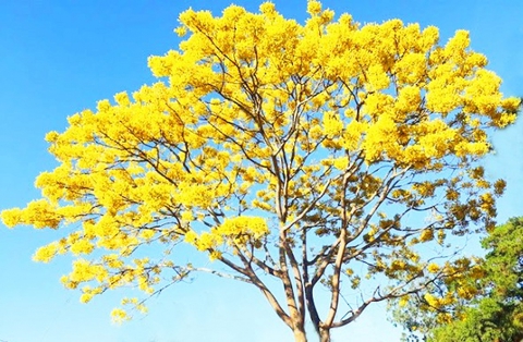 Địa điểm ngắm loài hoa gốc Brazil nở ra đẹp như mây ở Việt Nam: Ngoài Tu viện Bát Nhã chỉ 4 nơi này có!- Ảnh 3. Địa điểm ngắm loài hoa gốc Brazil nở ra đẹp như mây ở Việt Nam: Ngoài Tu viện Bát Nhã chỉ 4 nơi này có!- Ảnh 3.