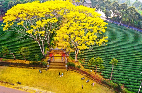Địa điểm ngắm loài hoa gốc Brazil nở ra đẹp như mây ở Việt Nam: Ngoài Tu viện Bát Nhã chỉ 4 nơi này có!- Ảnh 4. Địa điểm ngắm loài hoa gốc Brazil nở ra đẹp như mây ở Việt Nam: Ngoài Tu viện Bát Nhã chỉ 4 nơi này có!- Ảnh 4.