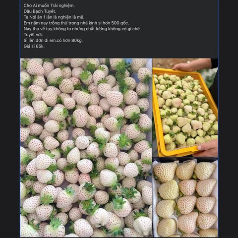 - Ảnh 1. - Ảnh 1.