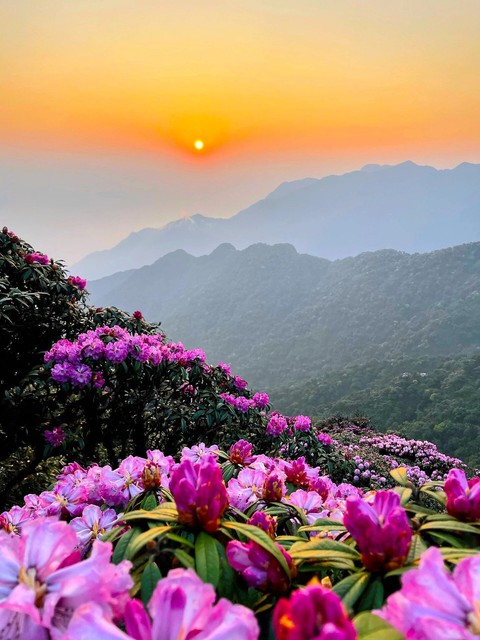 Đây là lúc tốt nhất để ngắm "nữ hoàng Tây Bắc" rực rỡ trên ngọn núi cao nhất Việt Nam: Có gốc 400 tuổi - Ảnh 2. Đây là lúc tốt nhất để ngắm "nữ hoàng Tây Bắc" rực rỡ trên ngọn núi cao nhất Việt Nam: Có gốc 400 tuổi - Ảnh 2.