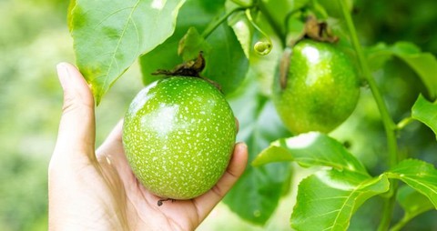 Sự thật việc sầu riêng Việt Nam mất ‘ngôi vương’ - Ảnh 3.