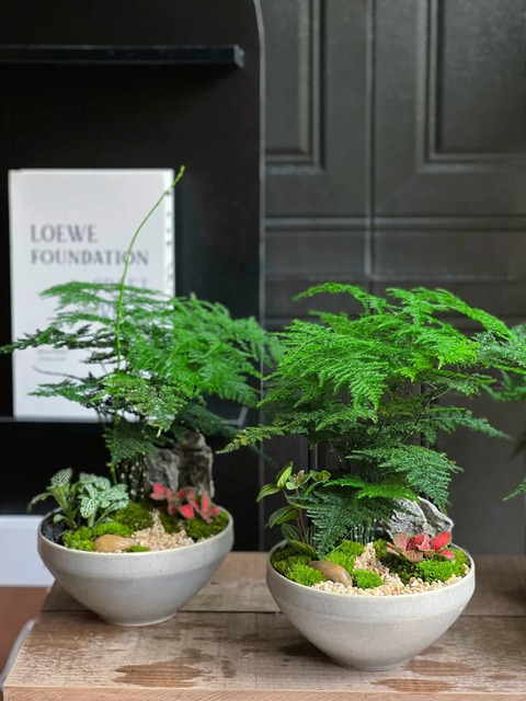 Loài cây giá vài chục nghìn này được người xưa rất chuộng: Trồng trong nhà không chỉ thanh lọc không khí mà còn hút tài lộc, vượng công danh- Ảnh 14. Loài cây giá vài chục nghìn này được người xưa rất chuộng: Trồng trong nhà không chỉ thanh lọc không khí mà còn hút tài lộc, vượng công danh- Ảnh 14.
