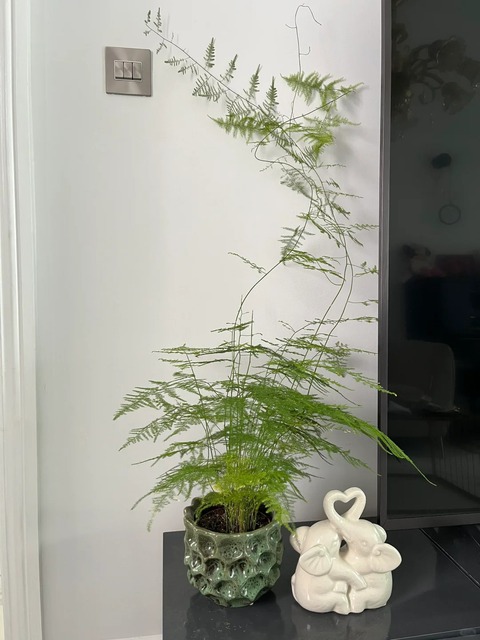 Loài cây giá vài chục nghìn này được người xưa rất chuộng: Trồng trong nhà không chỉ thanh lọc không khí mà còn hút tài lộc, vượng công danh- Ảnh 6. Loài cây giá vài chục nghìn này được người xưa rất chuộng: Trồng trong nhà không chỉ thanh lọc không khí mà còn hút tài lộc, vượng công danh- Ảnh 6.