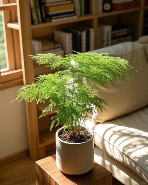 Loài cây giá vài chục nghìn này được người xưa rất chuộng: Trồng trong nhà không chỉ thanh lọc không khí mà còn hút tài lộc, vượng công danh- Ảnh 15. Loài cây giá vài chục nghìn này được người xưa rất chuộng: Trồng trong nhà không chỉ thanh lọc không khí mà còn hút tài lộc, vượng công danh- Ảnh 15.