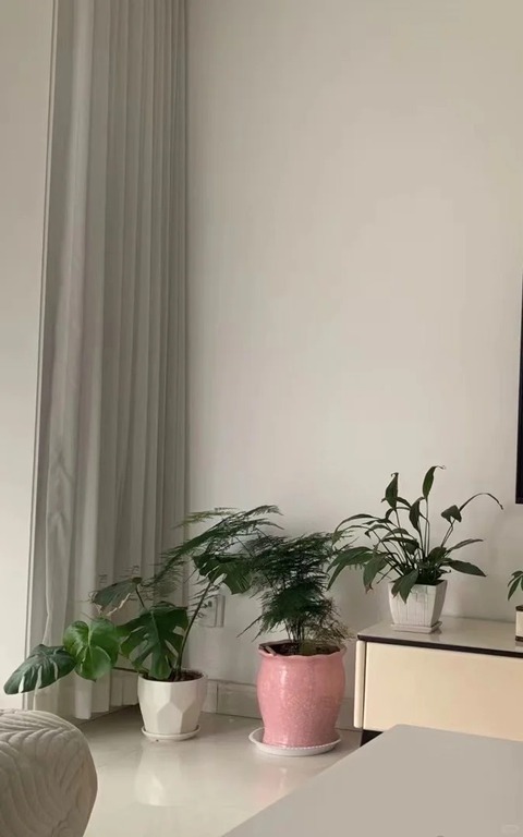 Loài cây giá vài chục nghìn này được người xưa rất chuộng: Trồng trong nhà không chỉ thanh lọc không khí mà còn hút tài lộc, vượng công danh- Ảnh 13. Loài cây giá vài chục nghìn này được người xưa rất chuộng: Trồng trong nhà không chỉ thanh lọc không khí mà còn hút tài lộc, vượng công danh- Ảnh 13.