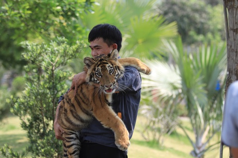 Khu du lịch để khách tiếp xúc trực tiếp với "đại sứ" hổ - Ảnh 2. Khu du lịch để khách tiếp xúc trực tiếp với "đại sứ" hổ - Ảnh 2.