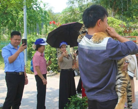 Khu du lịch để khách tiếp xúc trực tiếp với "đại sứ" hổ - Ảnh 3. Khu du lịch để khách tiếp xúc trực tiếp với "đại sứ" hổ - Ảnh 3.
