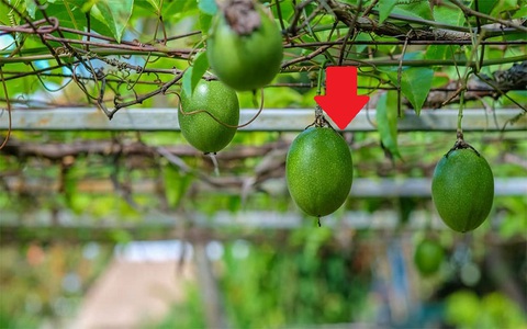 Việt Nam – Trung Quốc ký Nghị định thư mới: 4 mặt hàng của nước ta rộng cửa vào thị trường tỷ dân