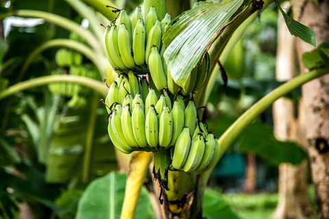 4 loại cây ăn quả KHÔNG NÊN trồng trước cửa nhà: Dân gian kiêng vì ảnh hưởng tài lộc và phong thủy- Ảnh 3. 4 loại cây ăn quả KHÔNG NÊN trồng trước cửa nhà: Dân gian kiêng vì ảnh hưởng tài lộc và phong thủy- Ảnh 3.