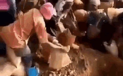 Việt Nam phát hiện loài động vật cực kỳ quý hiếm, có một đặc trưng được ví là "họ hàng" của ma cà rồng - Ảnh 4.