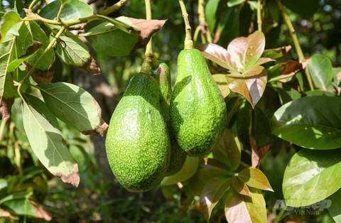 - Ảnh 3. - Ảnh 3.