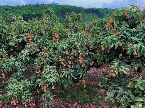 GRDP 4 tỉnh được định hướng lên thành phố trực thuộc Trung ương sau sáp nhập tăng trưởng ra sao trong quý I/2025? - Ảnh 2.