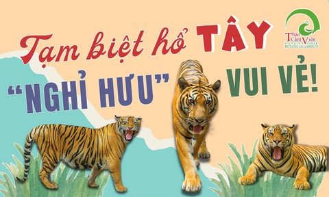 Thảo Cầm Viên bất ngờ thông báo về lần biểu diễn cuối của 1 chú hổ, MXH ngỡ ngàng lo cho "số phận" sau đó - Ảnh 2. Thảo Cầm Viên bất ngờ thông báo về lần biểu diễn cuối của 1 chú hổ, MXH ngỡ ngàng lo cho "số phận" sau đó - Ảnh 2.