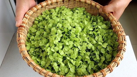 Loại rau dại ngọt hơn rau cải, không chứa axit oxalic, ăn vào mát gan, giải nhiệt cực tốt- Ảnh 2.