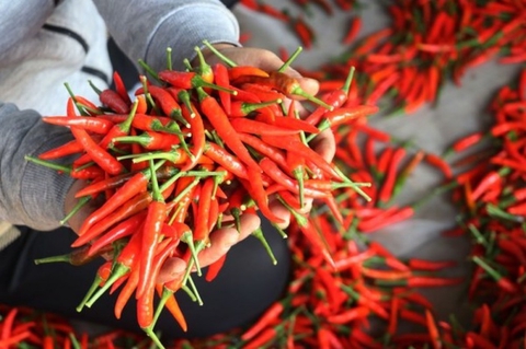Khách Tây đổ mồ hôi, rơi nước mắt vì một loại quả “nhỏ mà có võ” ở Việt Nam - Ảnh 9. Khách Tây đổ mồ hôi, rơi nước mắt vì một loại quả “nhỏ mà có võ” ở Việt Nam - Ảnh 9.