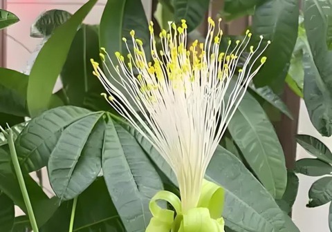 Nhà có 7 loại cây nở hoa, gia chủ "đổi vận" thăng quan phát tài, tiền tụ như mây kéo!- Ảnh 1. Nhà có 7 loại cây nở hoa, gia chủ "đổi vận" thăng quan phát tài, tiền tụ như mây kéo!- Ảnh 1.