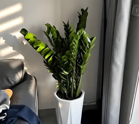 Người giàu đặt 6 thứ ở phòng khách "giữ chân" Thần Tài, con cháu 3 đời có của ăn của để- Ảnh 1. Người giàu đặt 6 thứ ở phòng khách "giữ chân" Thần Tài, con cháu 3 đời có của ăn của để- Ảnh 1.