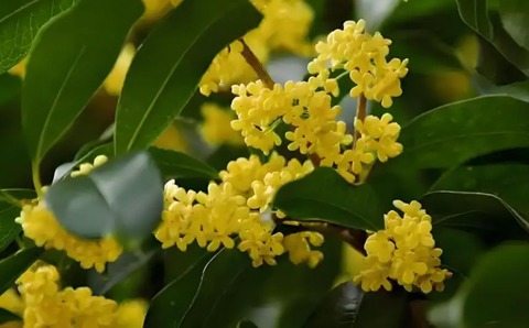 Nhà có 7 loại cây nở hoa, gia chủ "đổi vận" thăng quan phát tài, tiền tụ như mây kéo!- Ảnh 2. Nhà có 7 loại cây nở hoa, gia chủ "đổi vận" thăng quan phát tài, tiền tụ như mây kéo!- Ảnh 2.
