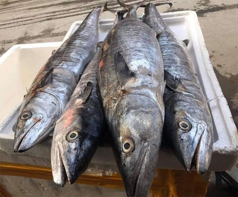 3 loại cá "tốt hơn cả cá hồi", chợ Việt bán nhiều vô kể, bạn cứ mạnh dạn mua - Ảnh 2. 3 loại cá "tốt hơn cả cá hồi", chợ Việt bán nhiều vô kể, bạn cứ mạnh dạn mua - Ảnh 2.