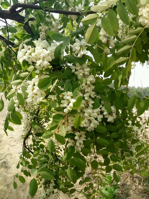Nếu thấy hoa này, hái ngay vào nấu 3 món ăn vừa nhanh, lại tốt cho mạch máu, hệ tiêu hóa, giúp ngủ ngon- Ảnh 1. Nếu thấy hoa này, hái ngay vào nấu 3 món ăn vừa nhanh, lại tốt cho mạch máu, hệ tiêu hóa, giúp ngủ ngon- Ảnh 1.