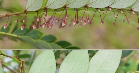 Phát hiện loài cây hút 'vàng xanh' từ đất, láng giềng Việt Nam liền huy động công nghệ cao để khai thác - Ảnh 5. Phát hiện loài cây hút 'vàng xanh' từ đất, láng giềng Việt Nam liền huy động công nghệ cao để khai thác - Ảnh 5.