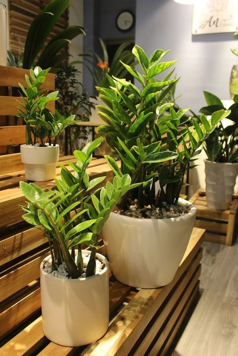 6 loại cây phong thủy giúp nhà giàu trấn giữ của cải và tài vận - Ảnh 3. 6 loại cây phong thủy giúp nhà giàu trấn giữ của cải và tài vận - Ảnh 3.