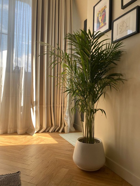 6 loại cây phong thủy giúp nhà giàu trấn giữ của cải và tài vận - Ảnh 17. 6 loại cây phong thủy giúp nhà giàu trấn giữ của cải và tài vận - Ảnh 17.