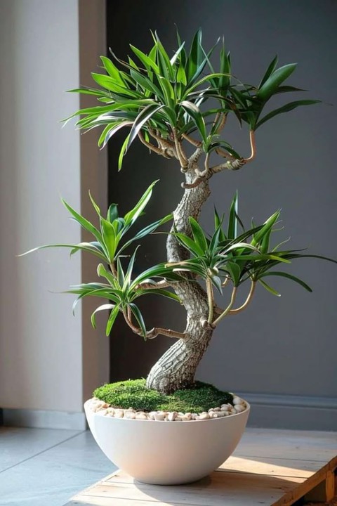 6 loại cây phong thủy giúp nhà giàu trấn giữ của cải và tài vận - Ảnh 14. 6 loại cây phong thủy giúp nhà giàu trấn giữ của cải và tài vận - Ảnh 14.