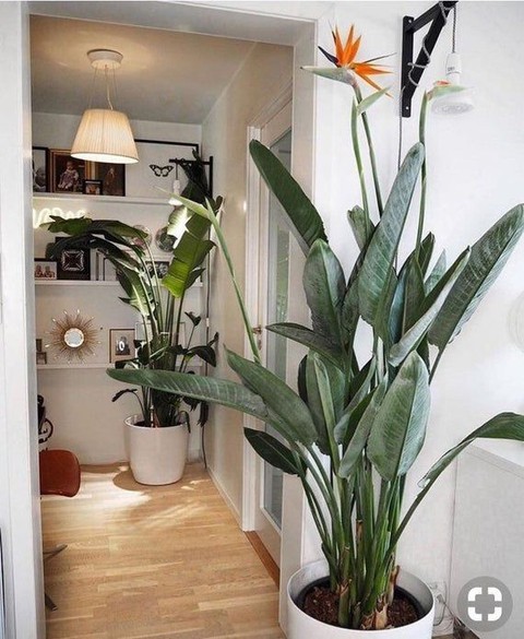 6 loại cây phong thủy giúp nhà giàu trấn giữ của cải và tài vận - Ảnh 11. 6 loại cây phong thủy giúp nhà giàu trấn giữ của cải và tài vận - Ảnh 11.