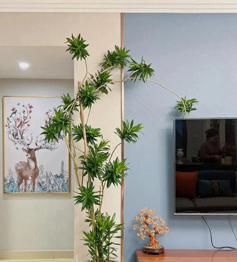 6 loại cây phong thủy giúp nhà giàu trấn giữ của cải và tài vận - Ảnh 13. 6 loại cây phong thủy giúp nhà giàu trấn giữ của cải và tài vận - Ảnh 13.