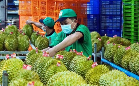 Sầu riêng Việt Nam bị Trung Quốc trả về ồ ạt: DN kiến nghị Thủ tướng chỉ đạo làm rõ một chuyện bất thường - Ảnh 1. Sầu riêng Việt Nam bị Trung Quốc trả về ồ ạt: DN kiến nghị Thủ tướng chỉ đạo làm rõ một chuyện bất thường - Ảnh 1.