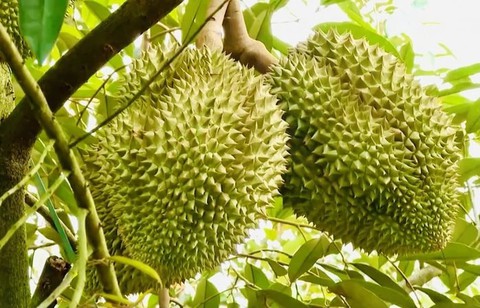 Sầu riêng Việt Nam bị Trung Quốc trả về ồ ạt: DN kiến nghị Thủ tướng chỉ đạo làm rõ một chuyện bất thường - Ảnh 3. Sầu riêng Việt Nam bị Trung Quốc trả về ồ ạt: DN kiến nghị Thủ tướng chỉ đạo làm rõ một chuyện bất thường - Ảnh 3.