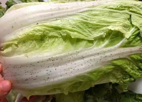 Cải thảo có đốm đen có ăn được không? Cách chọn rau tươi ngon an toàn - Ảnh 3. Cải thảo có đốm đen có ăn được không? Cách chọn rau tươi ngon an toàn - Ảnh 3.