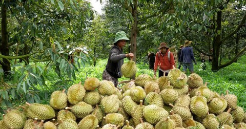 Sự thật việc sầu riêng Việt Nam mất ‘ngôi vương’ - Ảnh 2.
