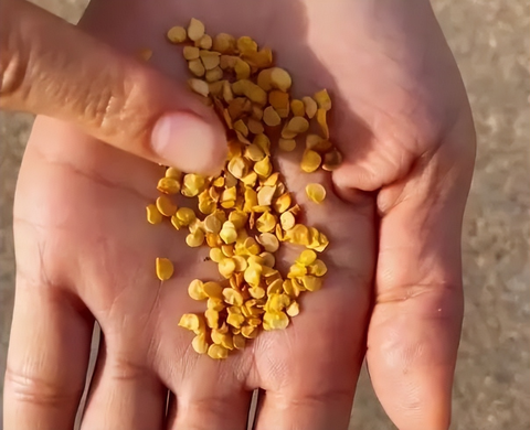 Chàng trai trẻ gây sốt vì trồng ớt bằng chai nước khoáng: 5 cây thu được 5kg, ăn quanh năm không hết- Ảnh 5. Chàng trai trẻ gây sốt vì trồng ớt bằng chai nước khoáng: 5 cây thu được 5kg, ăn quanh năm không hết- Ảnh 5.