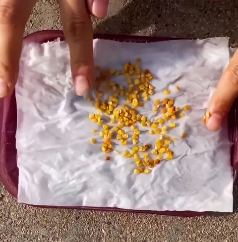 Chàng trai trẻ gây sốt vì trồng ớt bằng chai nước khoáng: 5 cây thu được 5kg, ăn quanh năm không hết- Ảnh 4. Chàng trai trẻ gây sốt vì trồng ớt bằng chai nước khoáng: 5 cây thu được 5kg, ăn quanh năm không hết- Ảnh 4.