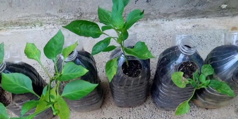 Chàng trai trẻ gây sốt vì trồng ớt bằng chai nước khoáng: 5 cây thu được 5kg, ăn quanh năm không hết- Ảnh 9. Chàng trai trẻ gây sốt vì trồng ớt bằng chai nước khoáng: 5 cây thu được 5kg, ăn quanh năm không hết- Ảnh 9.