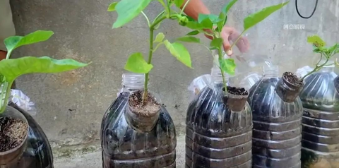 Chàng trai trẻ gây sốt vì trồng ớt bằng chai nước khoáng: 5 cây thu được 5kg, ăn quanh năm không hết- Ảnh 8. Chàng trai trẻ gây sốt vì trồng ớt bằng chai nước khoáng: 5 cây thu được 5kg, ăn quanh năm không hết- Ảnh 8.