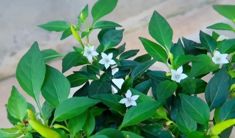 Chàng trai trẻ gây sốt vì trồng ớt bằng chai nước khoáng: 5 cây thu được 5kg, ăn quanh năm không hết- Ảnh 7. Chàng trai trẻ gây sốt vì trồng ớt bằng chai nước khoáng: 5 cây thu được 5kg, ăn quanh năm không hết- Ảnh 7.