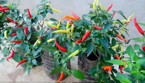 Chàng trai trẻ gây sốt vì trồng ớt bằng chai nước khoáng: 5 cây thu được 5kg, ăn quanh năm không hết- Ảnh 11. Chàng trai trẻ gây sốt vì trồng ớt bằng chai nước khoáng: 5 cây thu được 5kg, ăn quanh năm không hết- Ảnh 11.