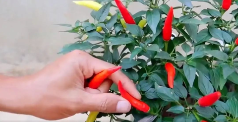 Chàng trai trẻ gây sốt vì trồng ớt bằng chai nước khoáng: 5 cây thu được 5kg, ăn quanh năm không hết- Ảnh 10. Chàng trai trẻ gây sốt vì trồng ớt bằng chai nước khoáng: 5 cây thu được 5kg, ăn quanh năm không hết- Ảnh 10.