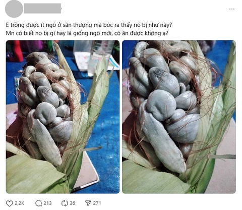 Trồng bắp ngô trên sân thượng, thứ thu về khiến người đàn ông khiếp đảm: Sự thật gây tranh cãi không hồi kết- Ảnh 1.