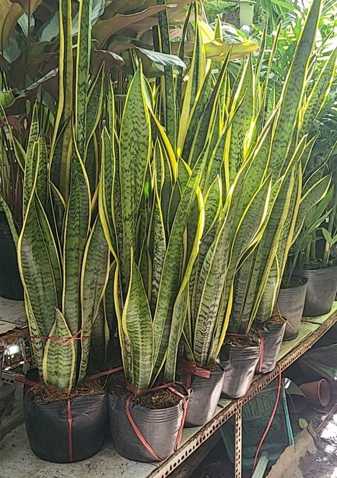 4 loại cây dụ rắn bò vào nhà, 3 loại cây rắn sợ run bần bật, không dám tới gần- Ảnh 2.