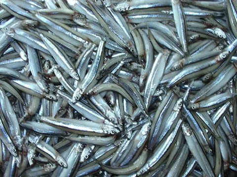5 loại cá nhỏ là 