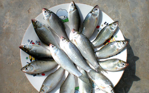 5 loại cá nhỏ là 